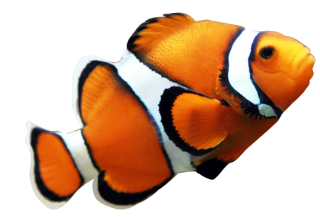 Fish 1