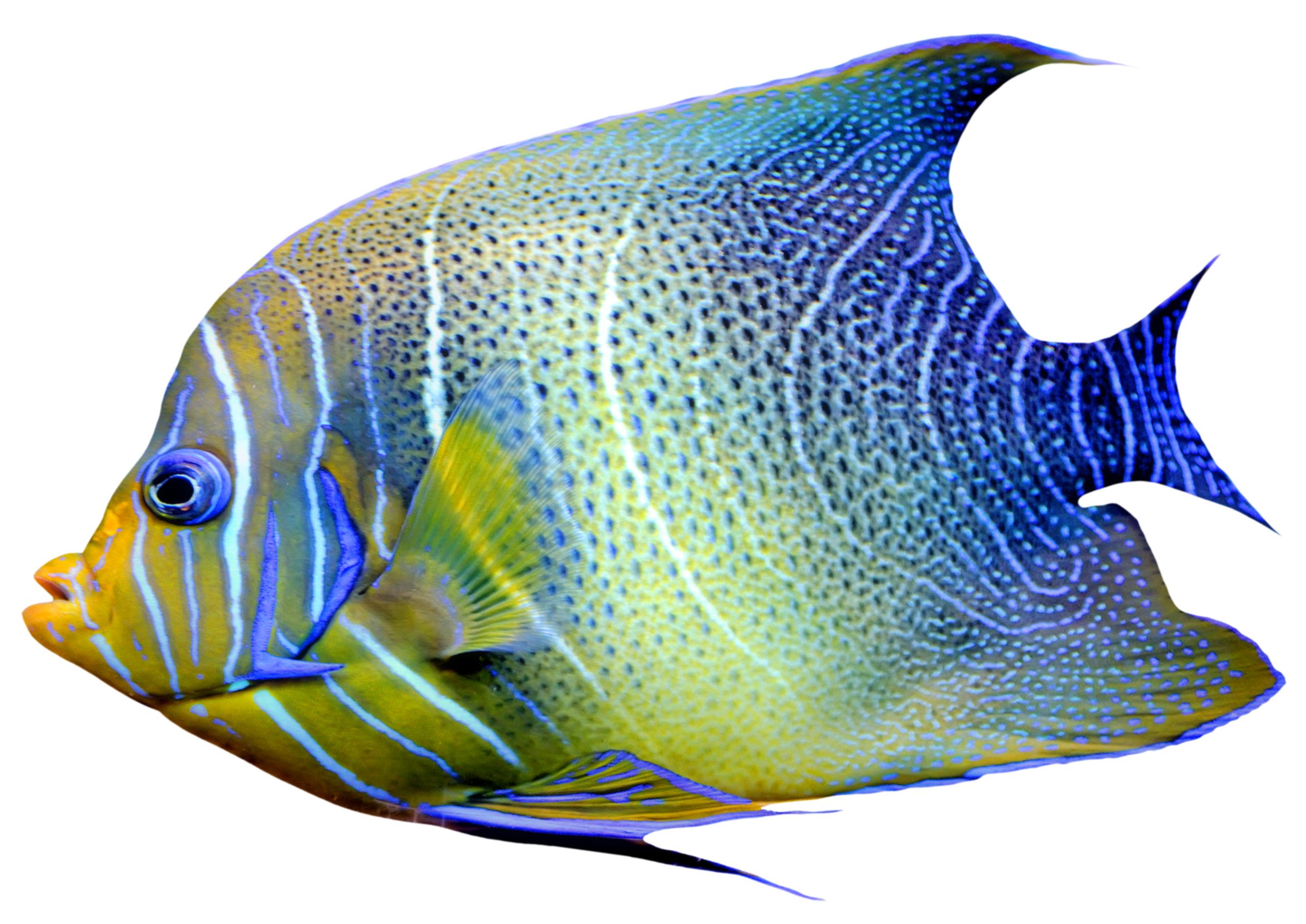 Fish 2
