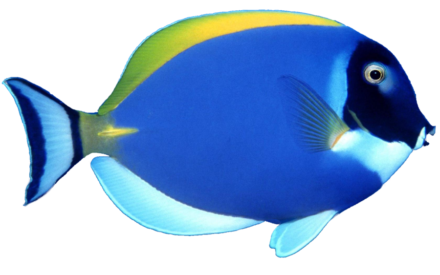 Fish 3