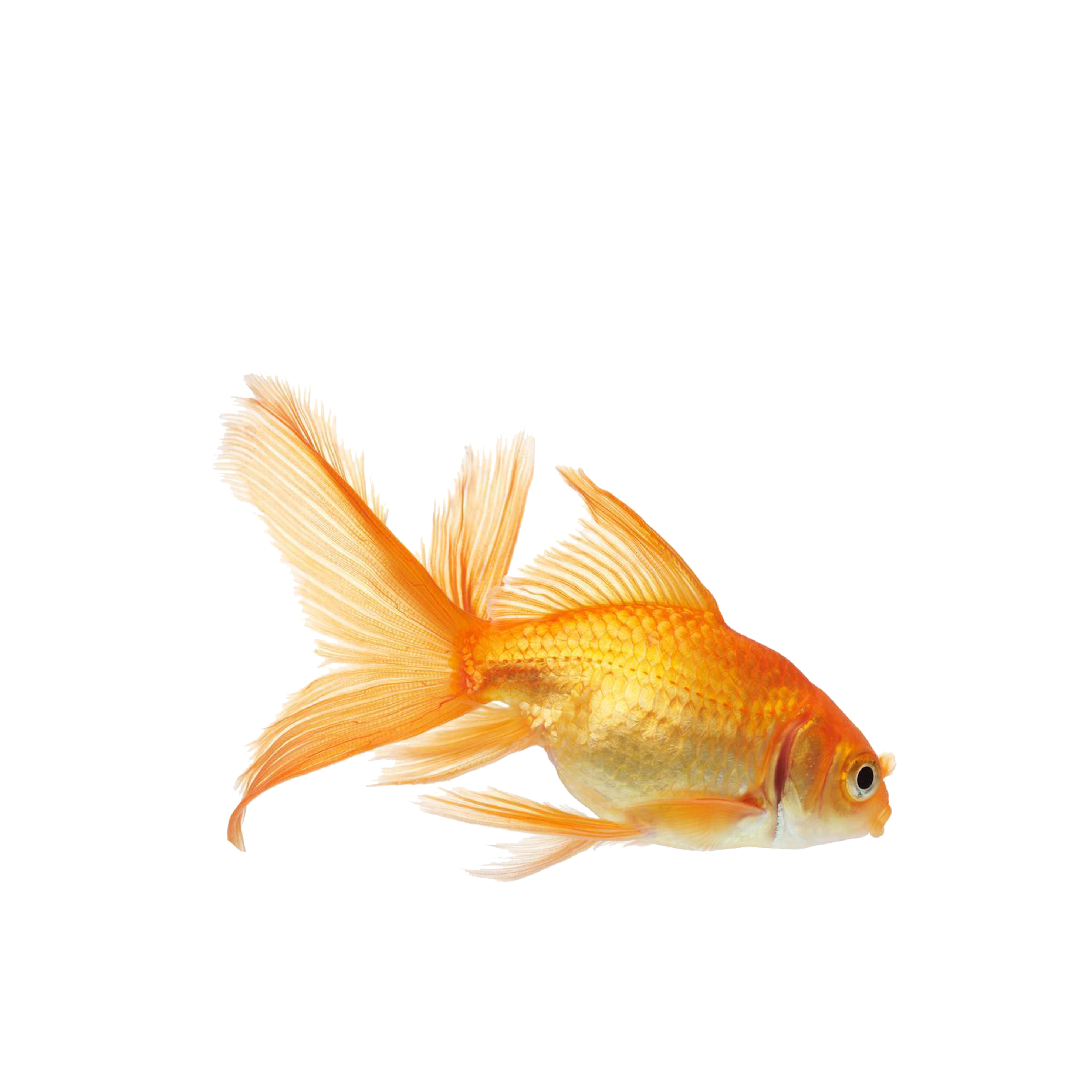 Fish 4