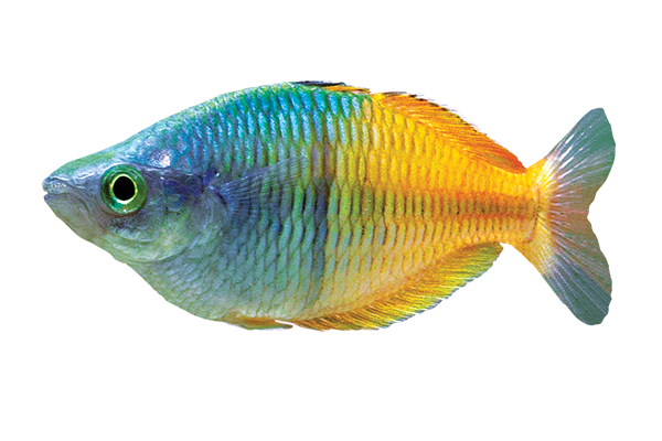 Fish 5