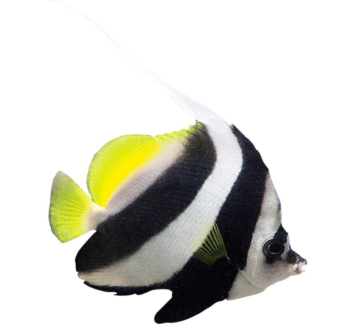 Fish 6